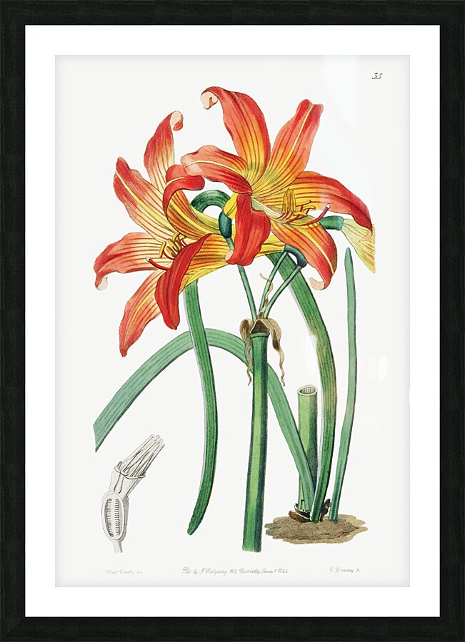 Meadow habranthus from Edwards Botanical Register 1829-1847  by Sydenham Edwards John Lindley and James Ridgway. Picture Frame print