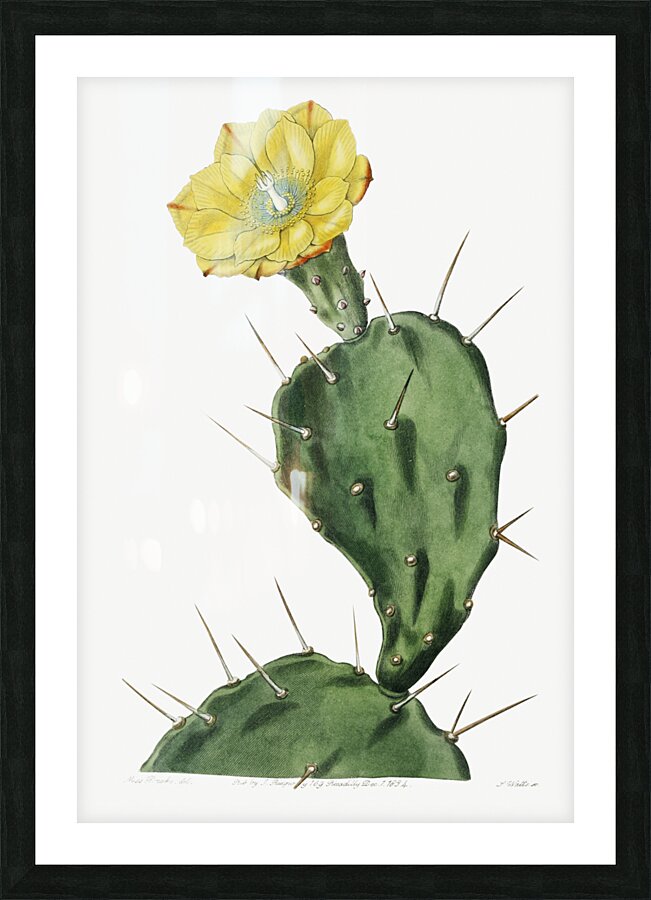 One spined opuntia from Edwards Botanical Register 1829-1847  by Sydenham Edwards John Lindley and James Ridgway. Picture Frame print