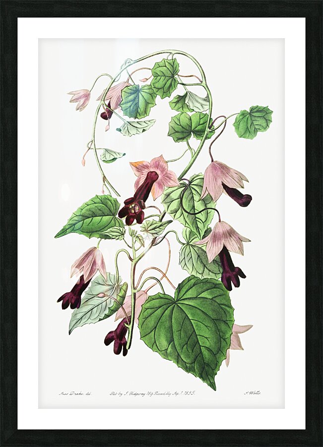 Twinning red-cloak from Edwards Botanical Register 1829-1847  by Sydenham Edwards John Lindley and James Ridgway. Picture Frame print