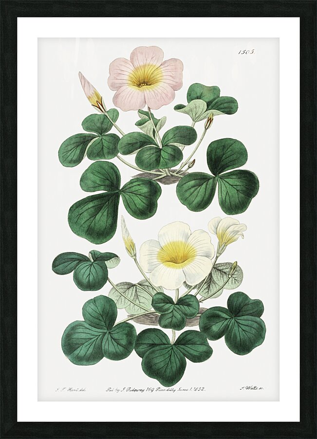 Variable oxalis from Edwards Botanical Register 1829-1847  by Sydenham Edwards John Lindley and James Ridgway. Picture Frame print