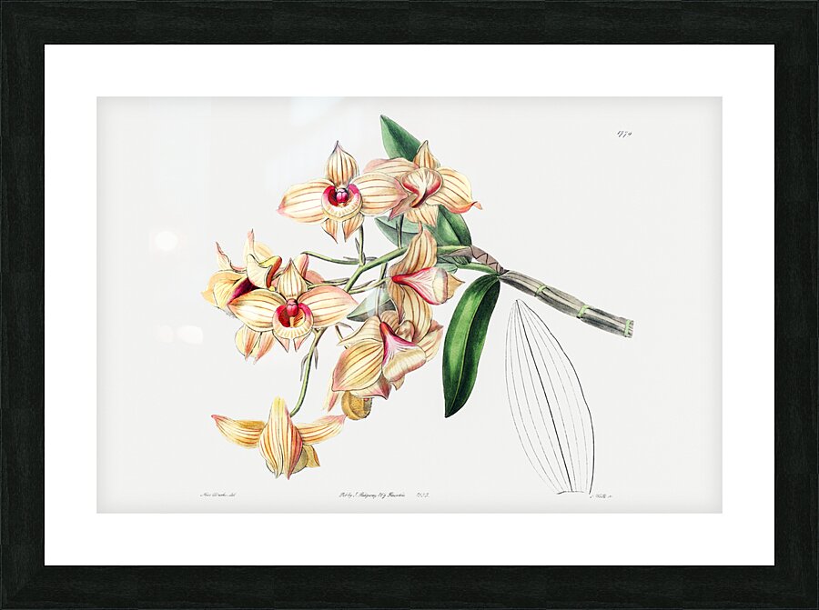 Copper-coloured Dendrobium from Edwards Botanical Register 1829-1847  by Sydenham Edwards John Lindley and James Ridgway. Picture Frame print