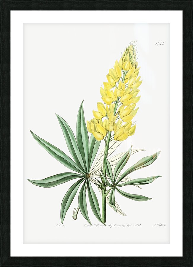 Yellow perennial lupine from Edwards Botanical Register 1829-1847  by Sydenham Edwards John Lindley and James Ridgway. Picture Frame print