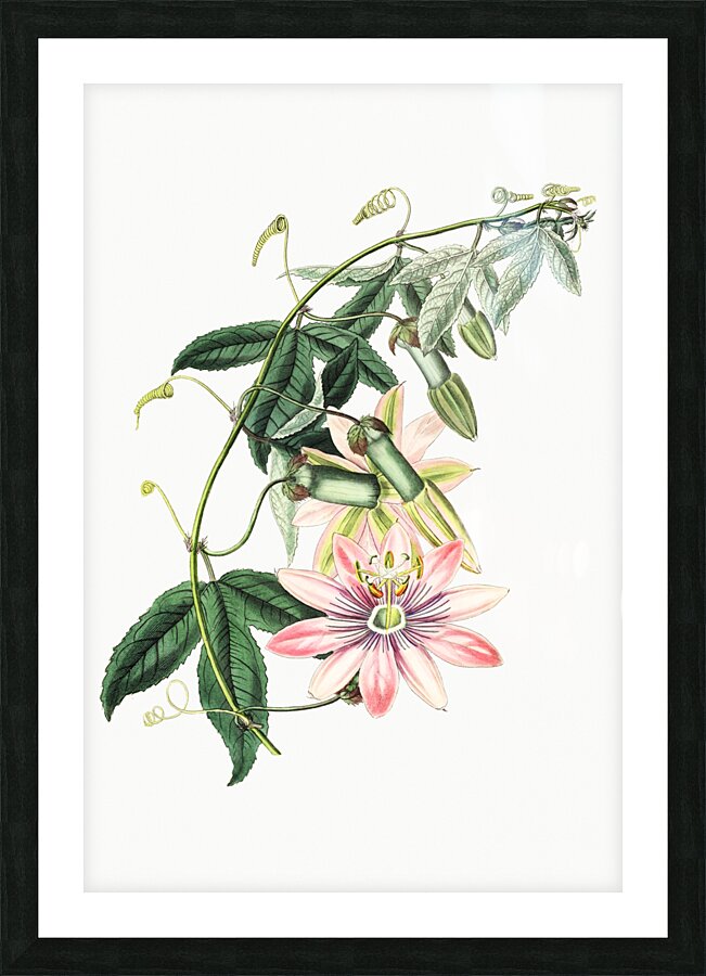 Mrs.Marryats tacsonia from Edwards Botanical Register 1829-1847  by Sydenham Edwards John Lindley and James Ridgway. Picture Frame print