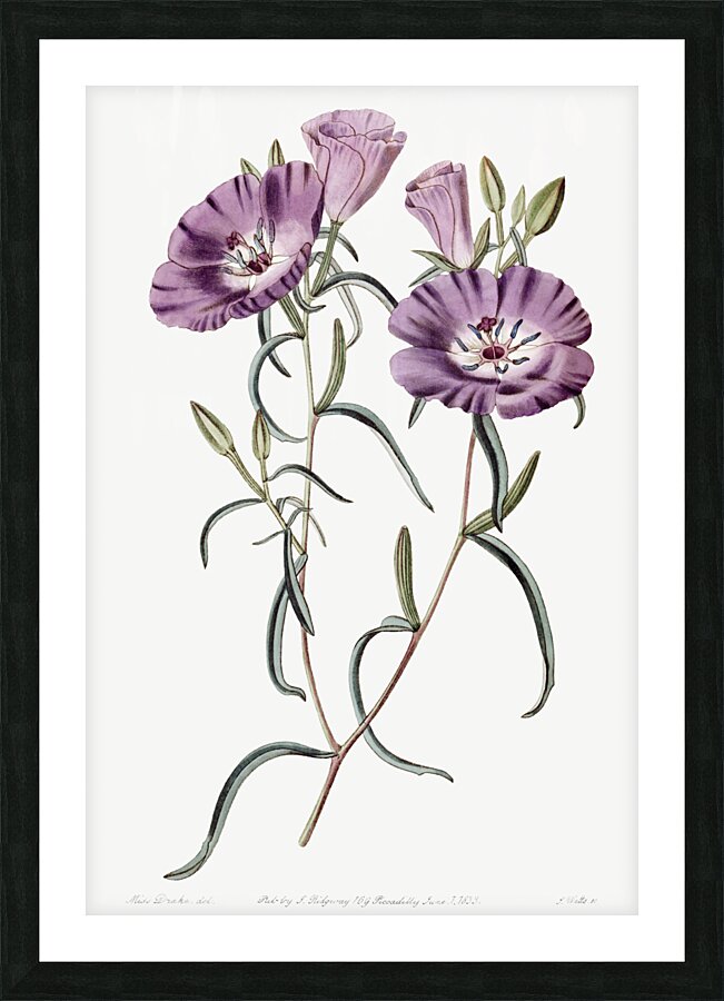 Large Purple Chilian Evening Primrose from Edwards Botanical Register 1829-1847  by Sydenham Edwards John Lindley and James Ridgway. Picture Frame print
