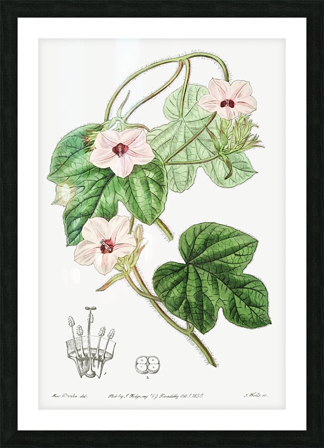 Mr.Aitons ipomoea from Edwards Botanical Register 1829-1847  by Sydenham Edwards John Lindley and James Ridgway. Picture Frame print