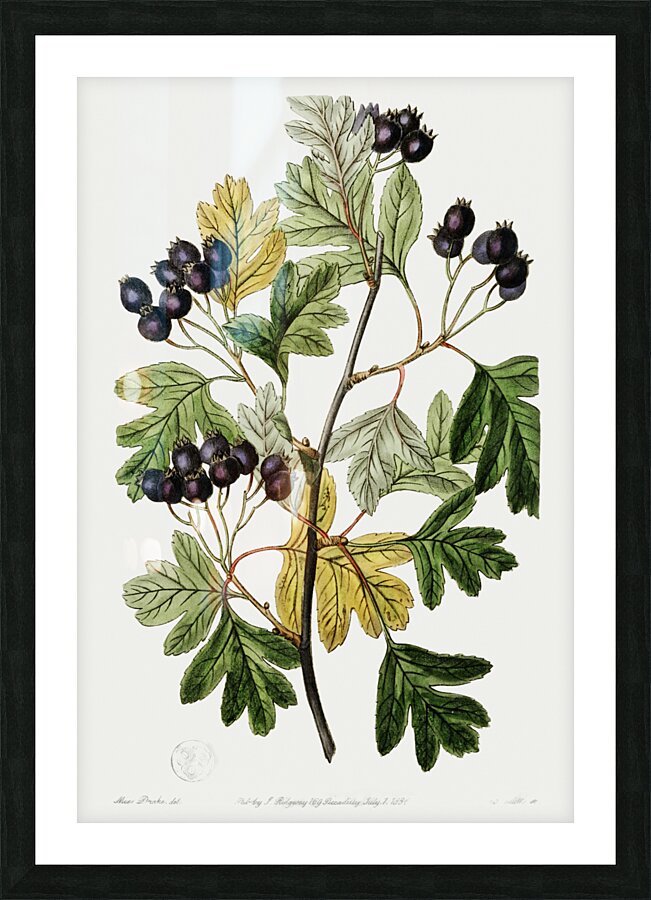 Broad-leaved thorn from Edwards Botanical Register 1829-1847  by Sydenham Edwards John Lindley and James Ridgway. Picture Frame print