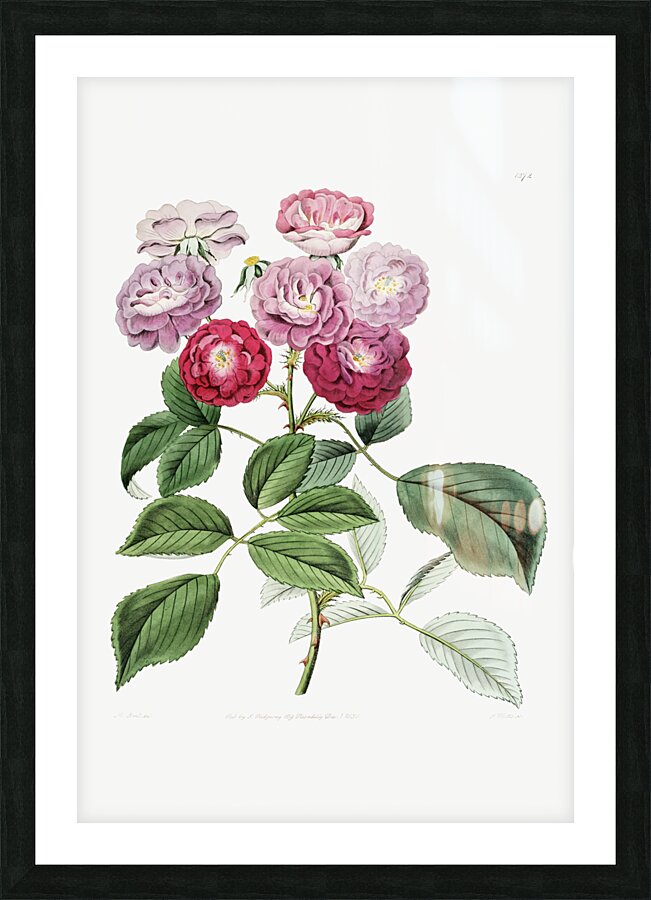 The seven sisters rose from Edwards Botanical Register 1829-1847  by Sydenham Edwards John Lindley and James Ridgway. Picture Frame print