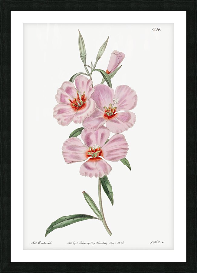 Ruddy godetia from Edwards Botanical Register 1829-1847  by Sydenham Edwards John Lindley and James Ridgway. Picture Frame print