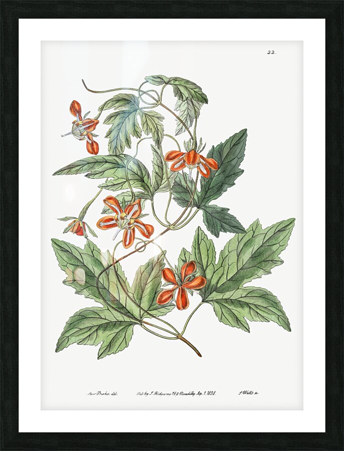 Red loasa from Edwards Botanical Register 1829-1847  by Sydenham Edwards John Lindley and James Ridgway. Picture Frame print