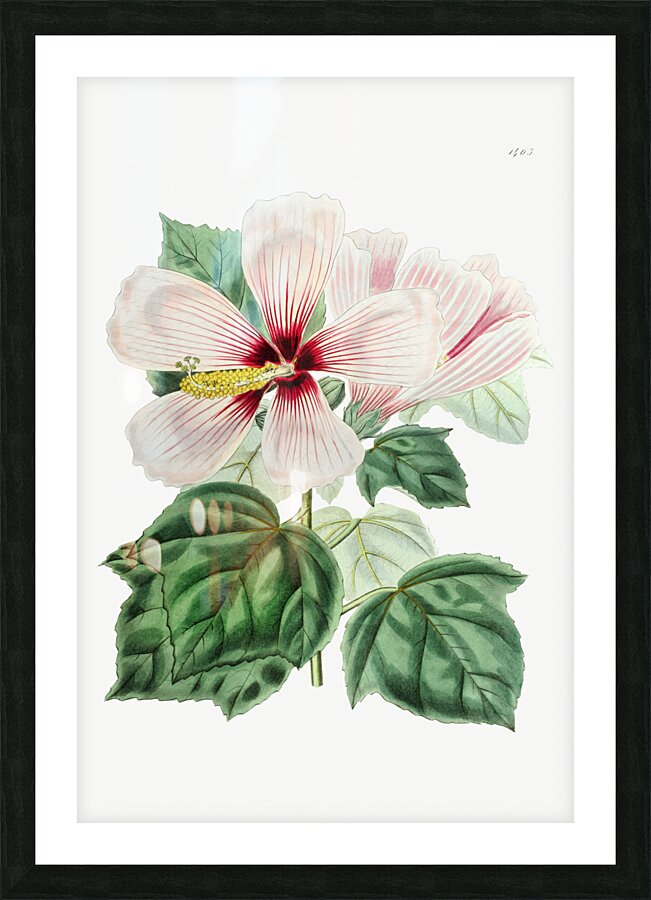 Marsh hibiscus from Edwards Botanical Register 1829-1847  by Sydenham Edwards John Lindley and James Ridgway. Picture Frame print