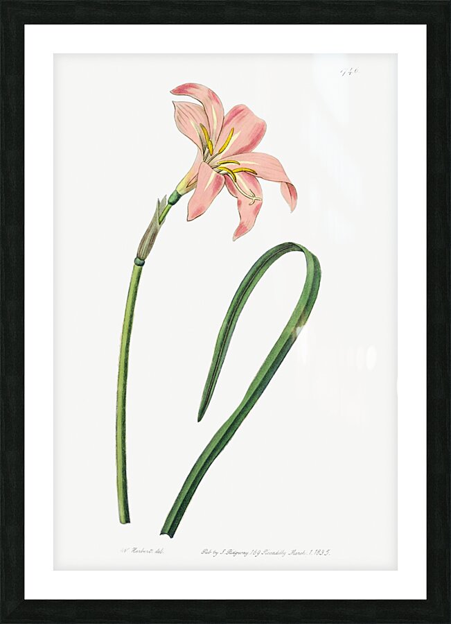 Spofforth Zephyranthes from Edwards Botanical Register 1829-1847  by Sydenham Edwards John Lindley and James Ridgway. Picture Frame print