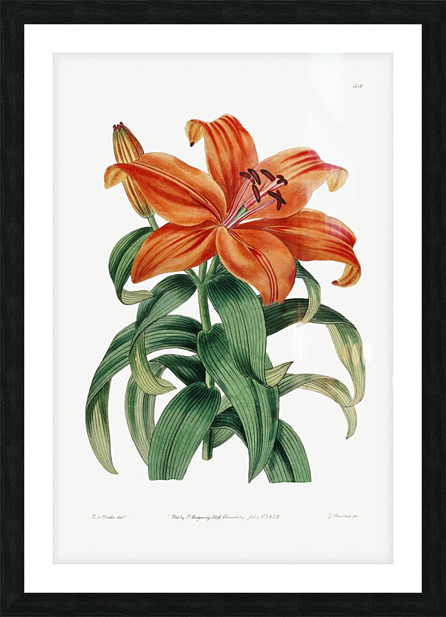 Thunbergs orange lily from Edwards Botanical Register 1829-1847  by Sydenham Edwards John Lindley and James Ridgway. Picture Frame print
