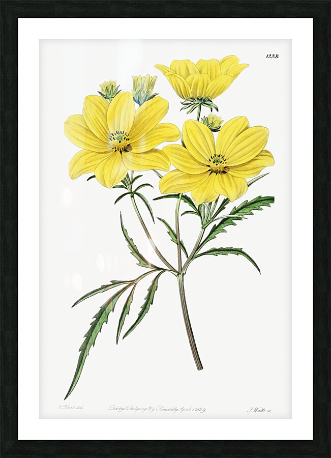 Golden coreopsis from Edwards Botanical Register 1829-1847  by Sydenham Edwards John Lindley and James Ridgway. Picture Frame print