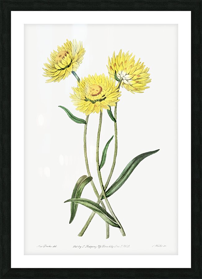 Two-coloured Helichrysum from Edwards Botanical Register 1829-1847  by Sydenham Edwards John Lindley and James Ridgway. Picture Frame print
