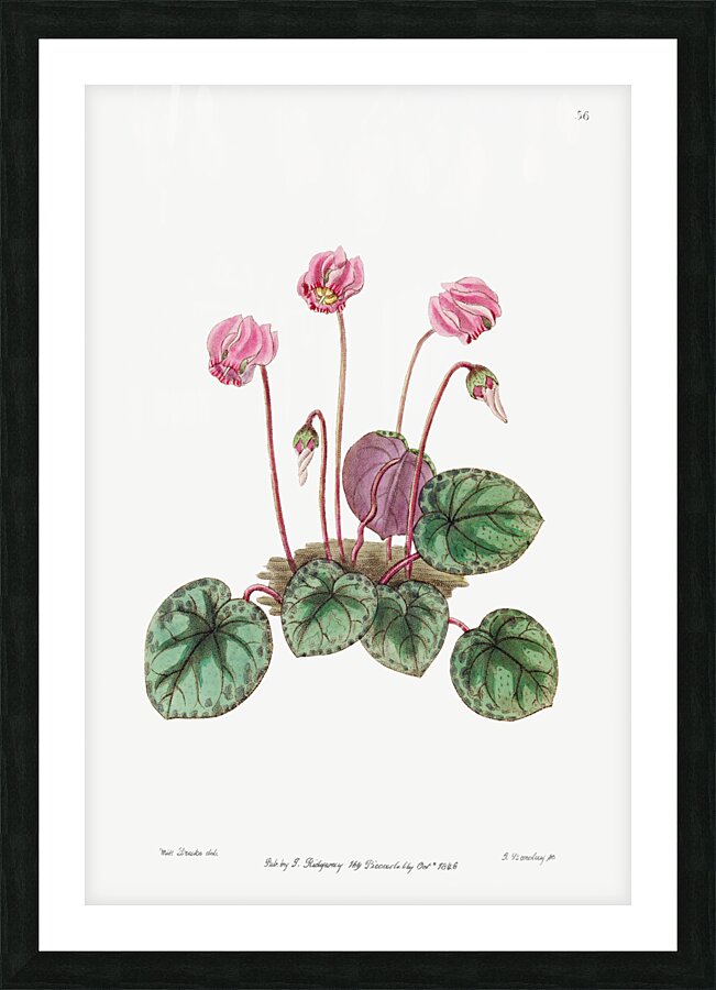 Shore cyclamen from Edwards Botanical Register 1829-1847  by Sydenham Edwards John Lindley and James Ridgway. Picture Frame print