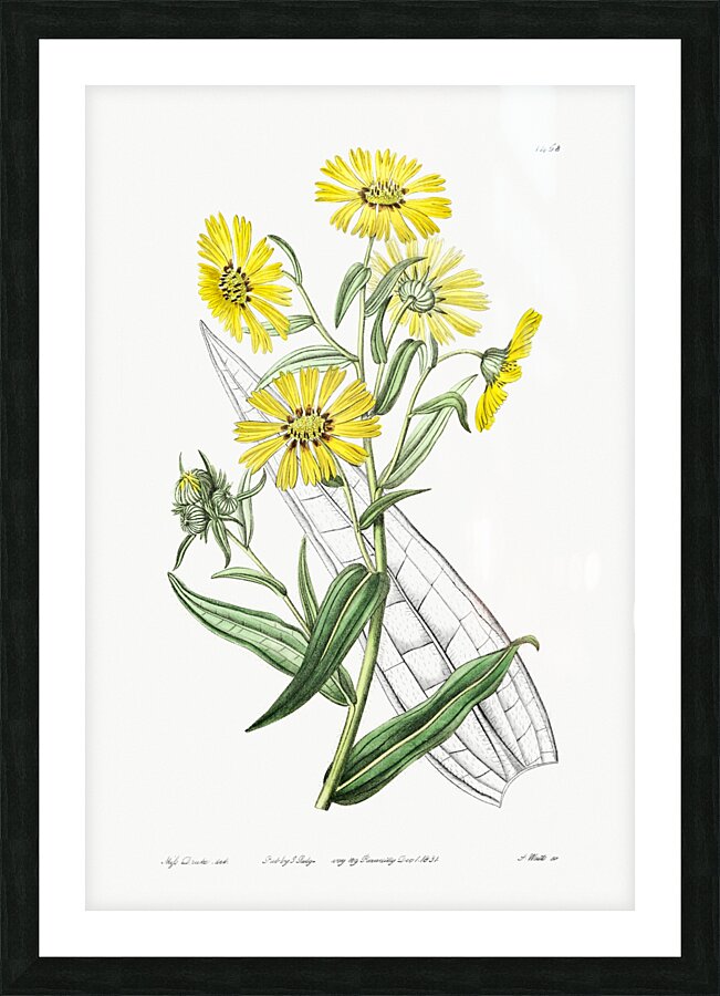 Elegant madia from Edwards Botanical Register 1829-1847  by Sydenham Edwards John Lindley and James Ridgway. Picture Frame print