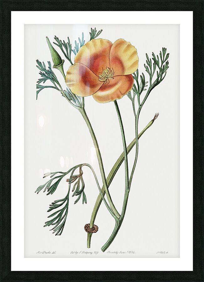 Saffron colored eschscholzia from Edwards Botanical Register 1829-1847  by Sydenham Edwards John Lindley and James Ridgway. Picture Frame print