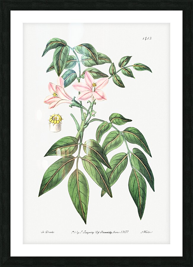 Pink Turraea pinnata from Edwards Botanical Register 1829-1847  by Sydenham Edwards John Lindley and James Ridgway. Picture Frame print