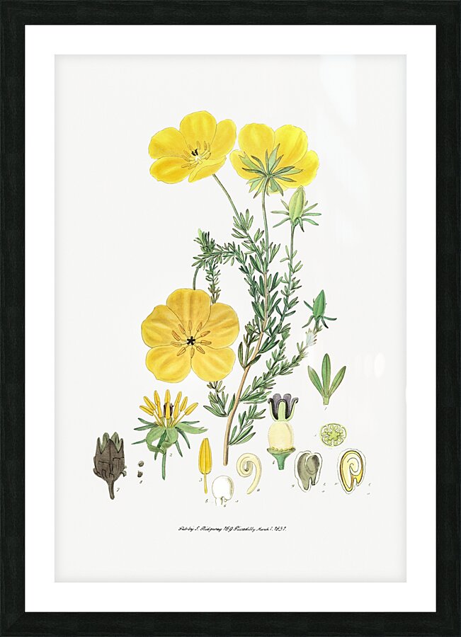 Long-stalked ledocarpum from Edwards Botanical Register 1829-1847  by Sydenham Edwards John Lindley and James Ridgway. Picture Frame print