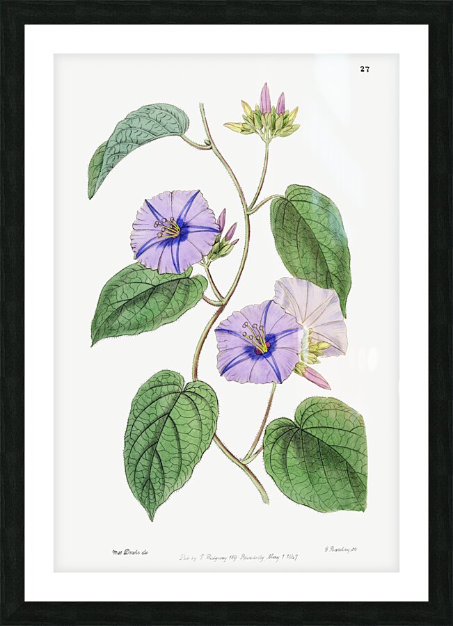 Hoary jacquemontia from Edwards Botanical Register 1829-1847  by Sydenham Edwards John Lindley and James Ridgway. Picture Frame print