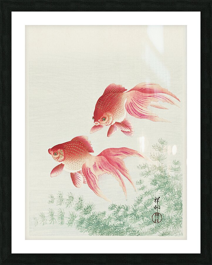 Two veil goldfish 1926 by Ohara Koson 1877-1945. Picture Frame print