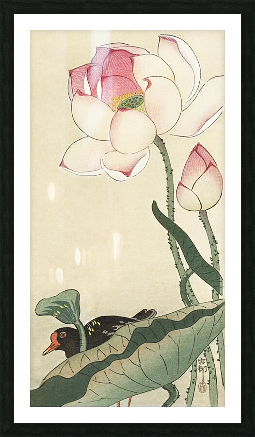 Gallinule with Lotus Flowers 1900 - 1930 by Ohara Koson 1877-1945. Picture Frame print