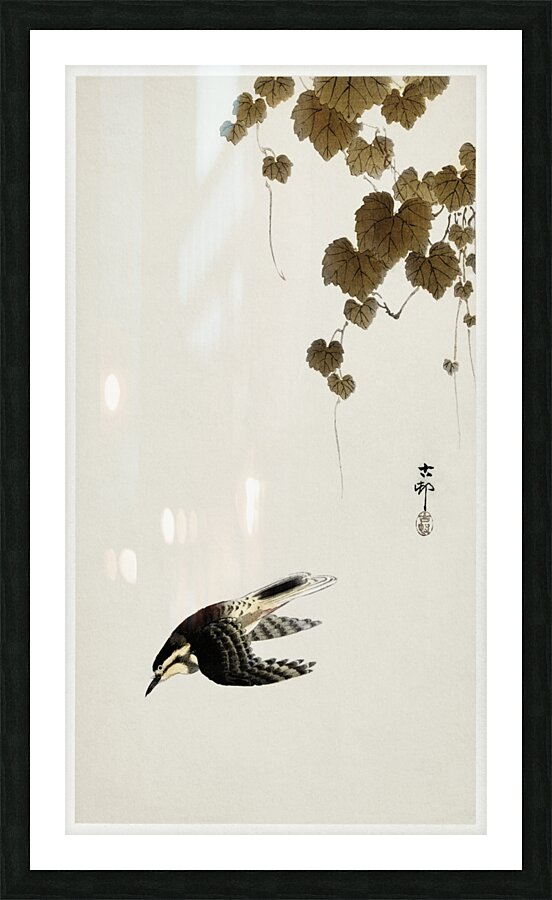 Bird in downward flight 1900 - 1930 by Ohara Koson 1877-1945. Picture Frame print