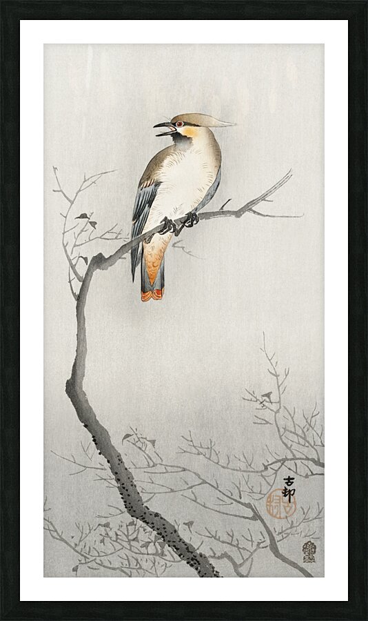 Japanese plague bird on branch 1900 - 1910 by Ohara Koson 1877-1945. Picture Frame print