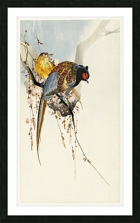 Pheasant couple and plum blossom 1900 - 1930 by Ohara Koson 1877-1945. Picture Frame print