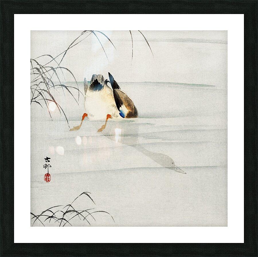 Mallard the head under water 1900 - 1930 by Ohara Koson 1877-1945. Picture Frame print