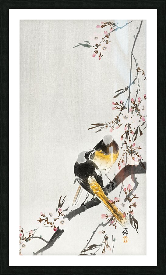Two sable red tails with cherry blossom 1900 - 1936 by Ohara Koson 1877-1945. Picture Frame print