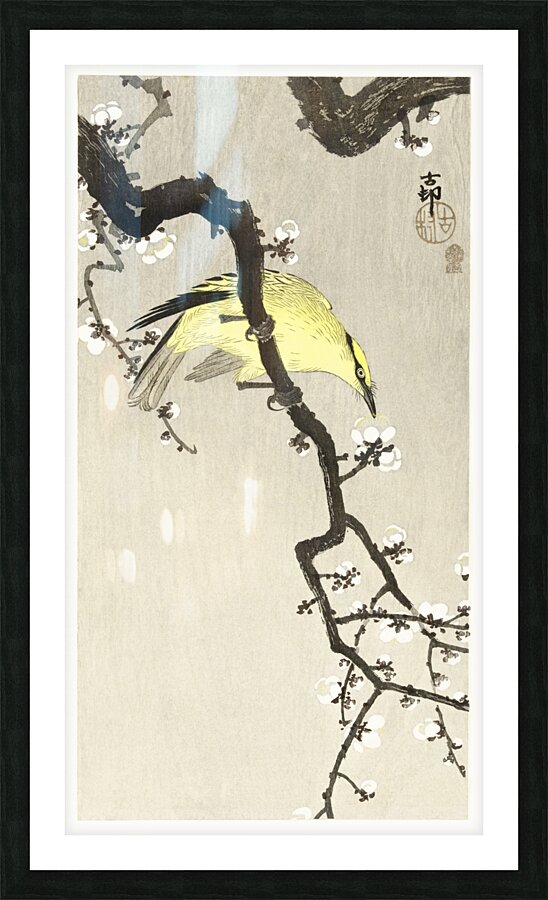 Chinese oriole on plum blossom branch 1900 - 1910 by Ohara Koson 1877-1945. Picture Frame print