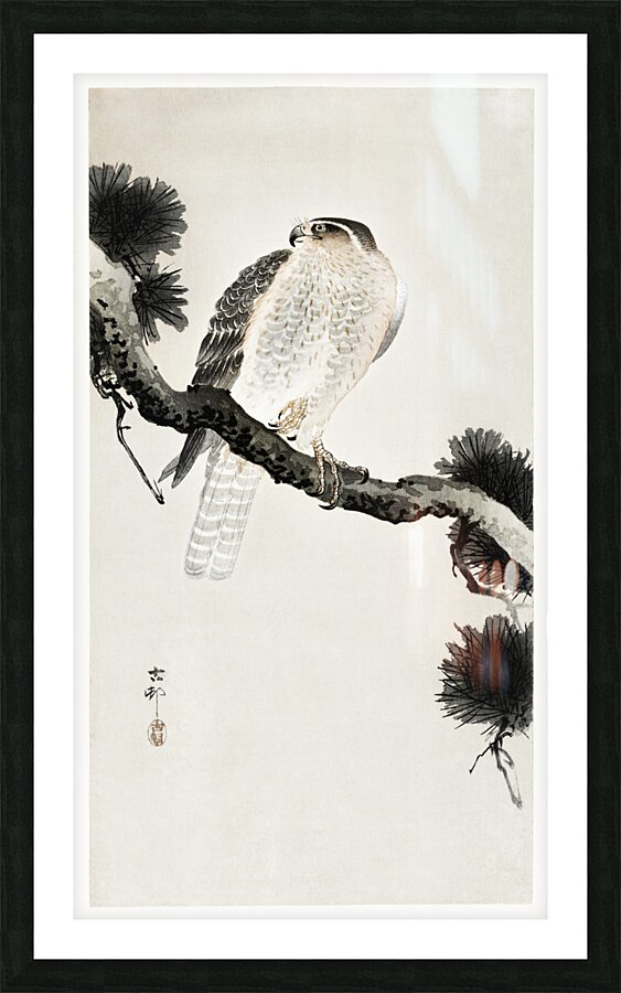 Hawk on pine branch 1900 - 1930 by Ohara Koson 1877-1945. Impression et Cadre photo