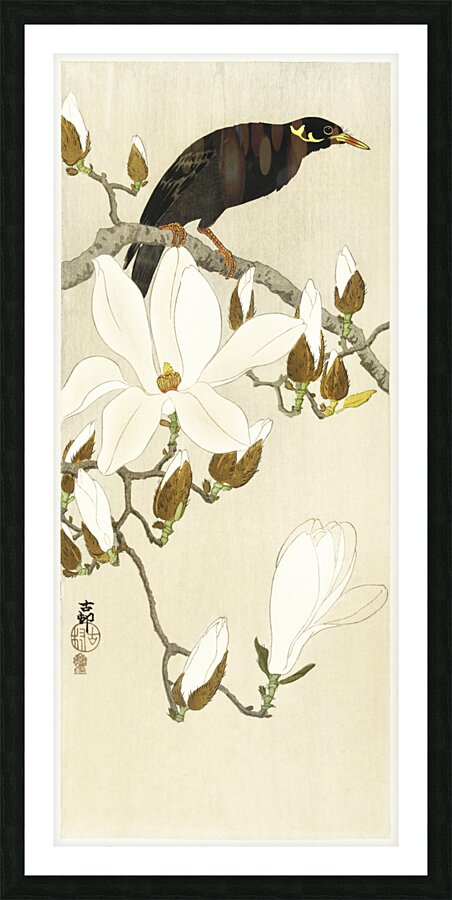 Myna on Magnolia Branch 1900 - 1910 by Ohara Koson 1877-1945. Picture Frame print