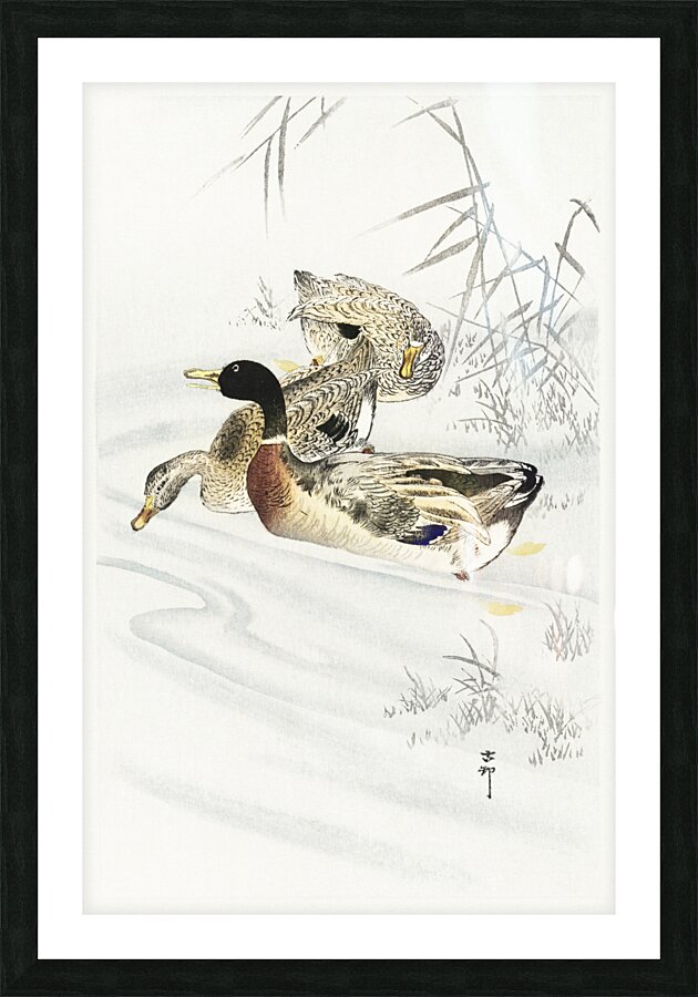 Three ducks in shallow water with reeds 1900 - 1930 by Ohara Koson 1877-1945. Picture Frame print
