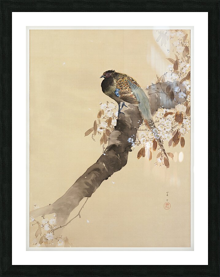 Pheasant on cherry blossom branch 1887-1945 by Ohara Koson 1877-1945. Impression et Cadre photo