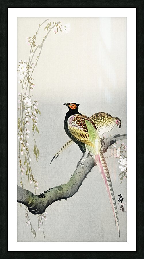 Couple pheasants and cherry blossom 1900 - 1936 by Ohara Koson 1877-1945. Picture Frame print