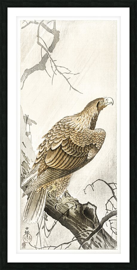 Eagle on tree branch 1900 - 1910 by Ohara Koson 1877-1945. Picture Frame print