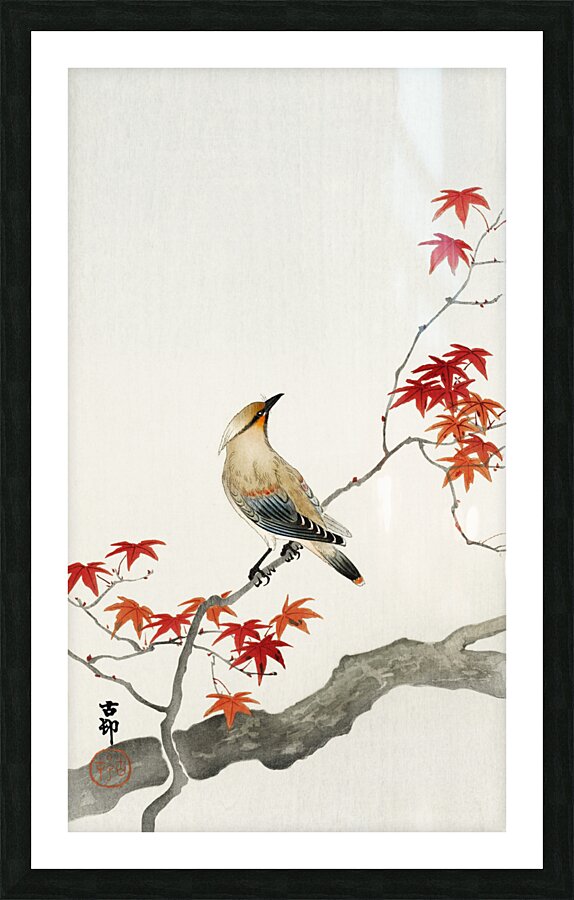 Japanese plague bird on maple 1900 - 1936 by Ohara Koson 1877-1945. Picture Frame print