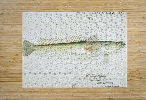 Antique fish crapatulus novaezealandiae sand stargazer South