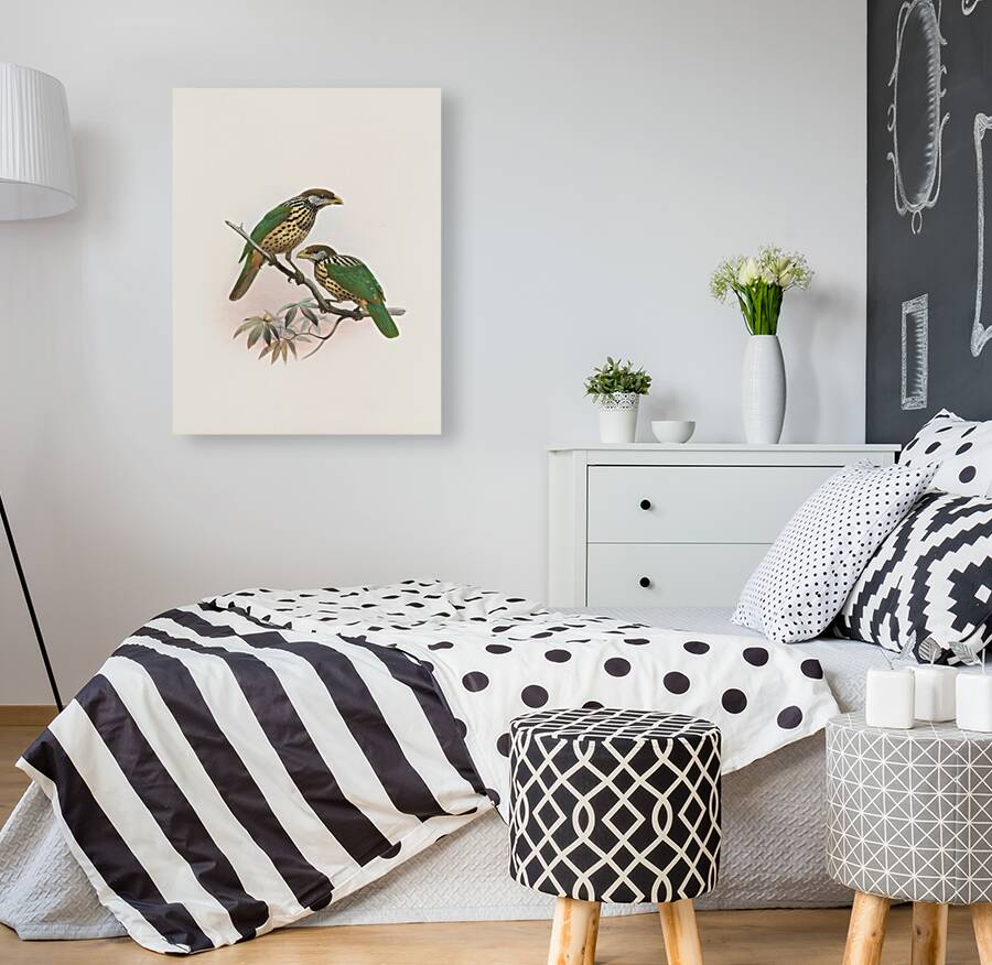 Ailuraedus buccoides 1873 Reproduction