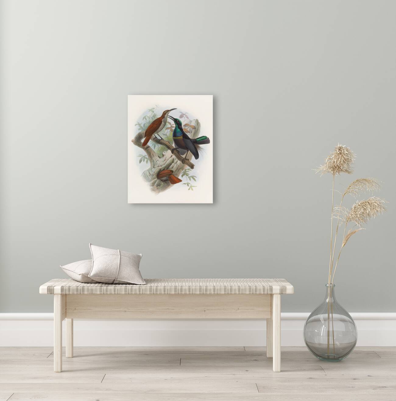 Ptiloris magnificus 1873 Reproduction