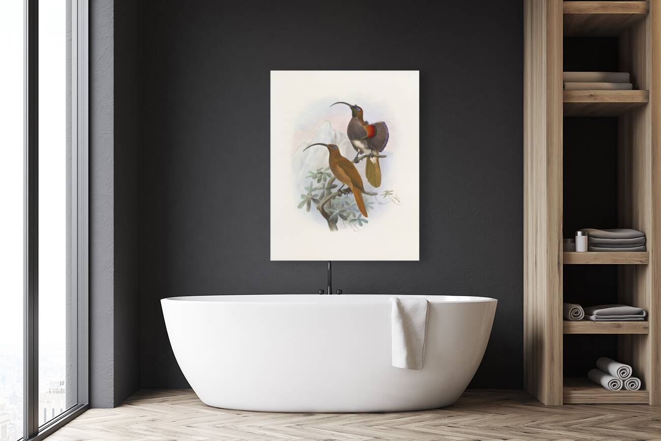 Drepanornis Albertis 1873 Reproduction