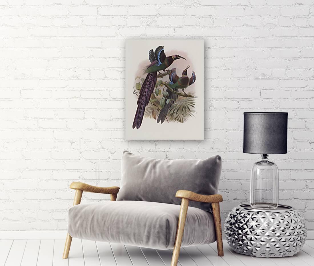 Epimachus Ellioti 1873 Reproduction