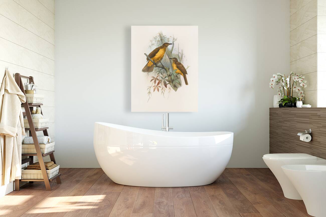 Chlamydodera xanthocastra 1873 Reproduction