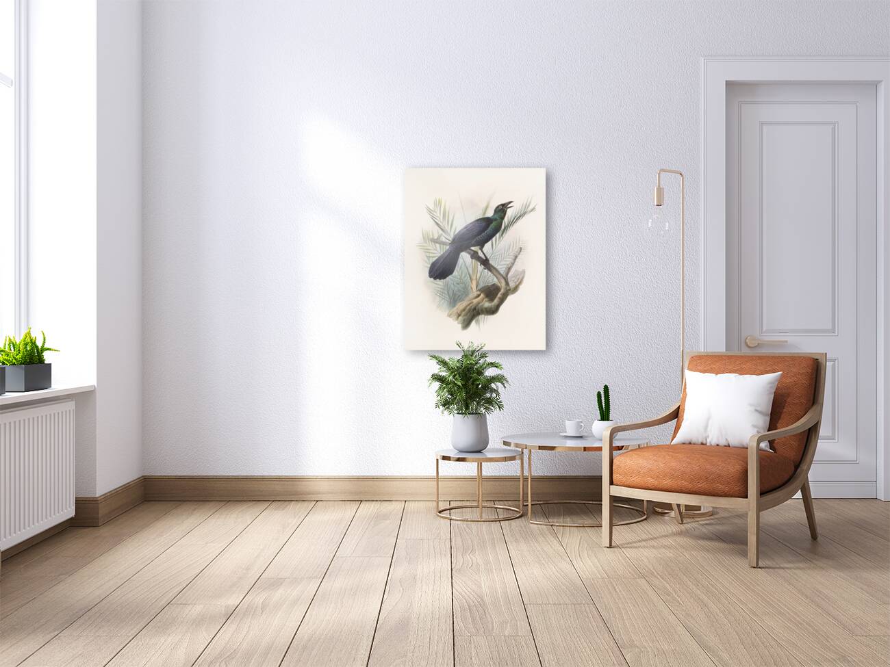 Manucodia atra 1873 Reproduction