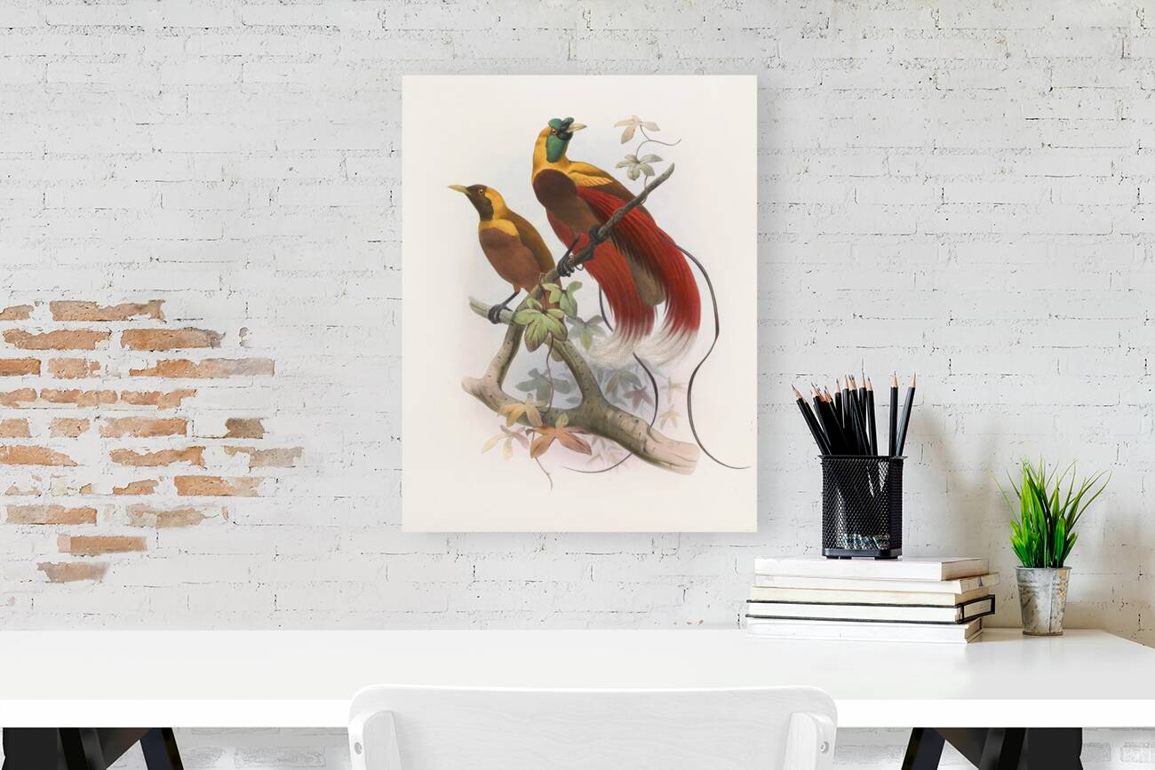 Paradisea sanguinea 1873 Reproduction