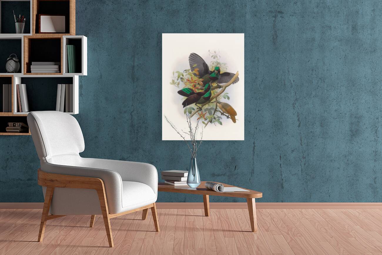 Ptiloris Victorie 1873 Reproduction