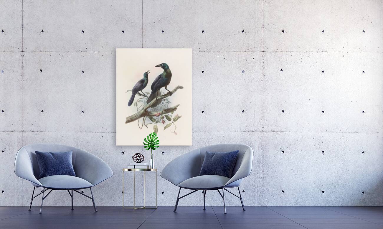 Manucodia chalybeus 1873 Reproduction