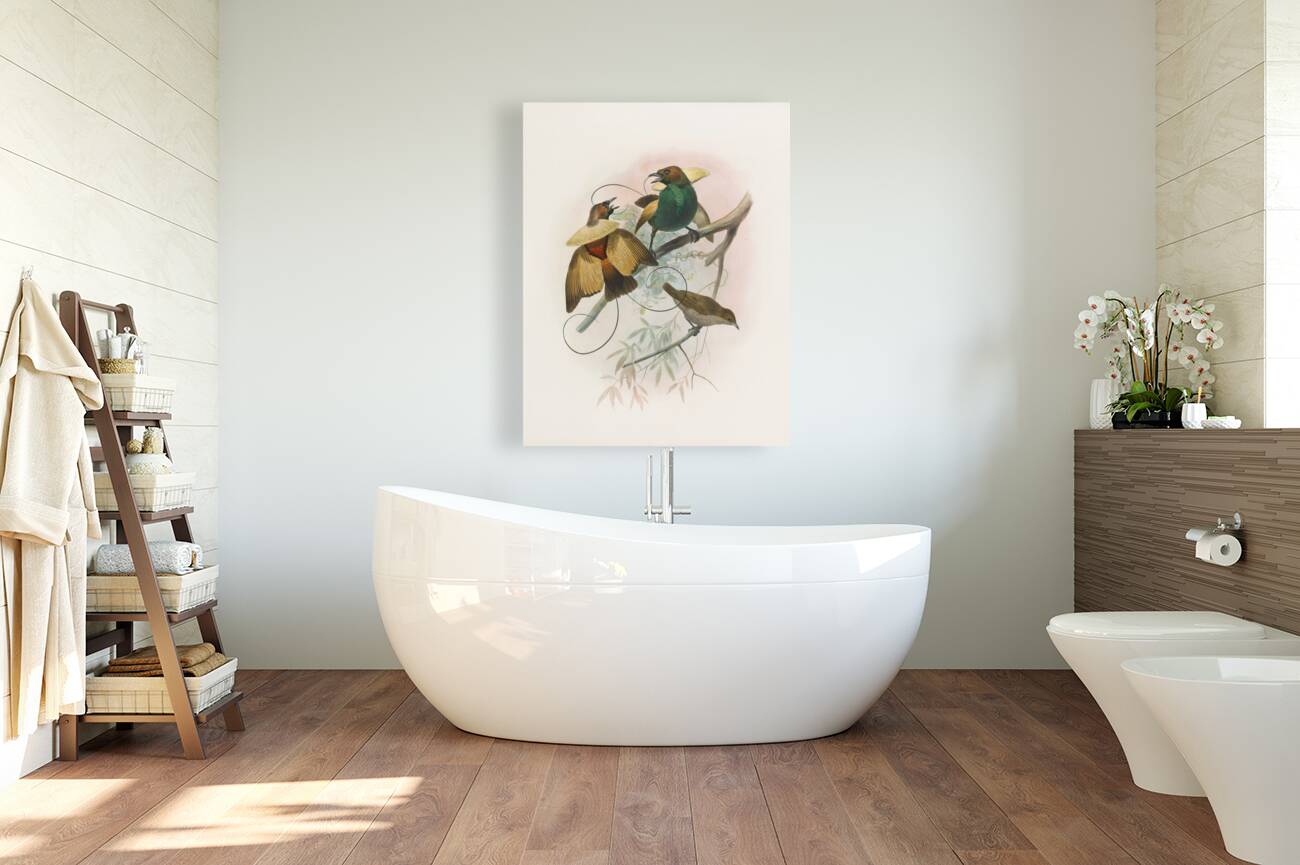 Diphyllodes speciosa 1873 Reproduction